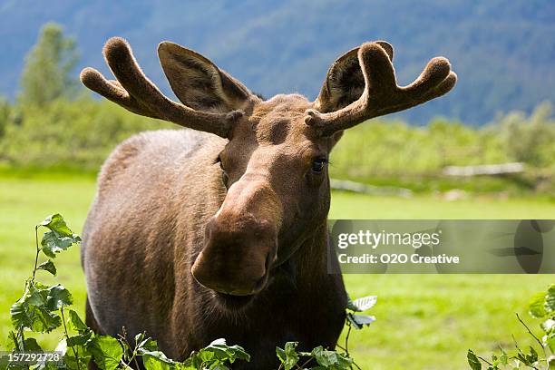 1,735 Young Moose Stock Photos, High-Res Pictures, and Images - Getty ...
