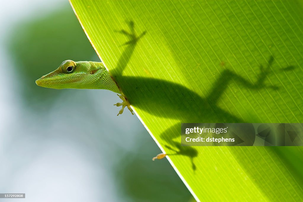 Lizard Silhouette mit Blatt