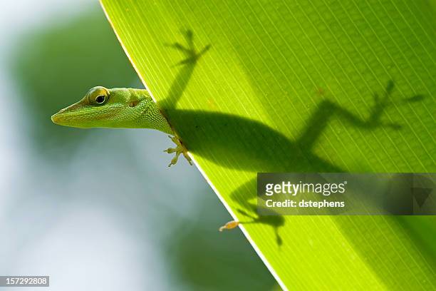 lizard silhouette through leaf - geco 個照片及圖片檔