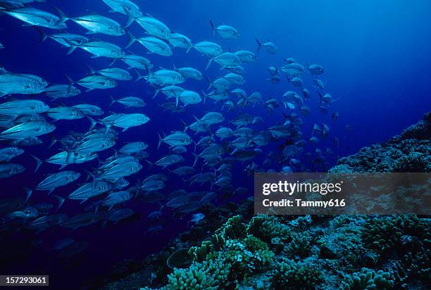 trevally train - south pacific ocean bildbanksfoton och bilder