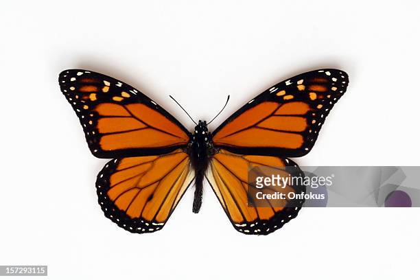 orange monarch butterfly isolated on white background - monarchvlinder stockfoto's en -beelden