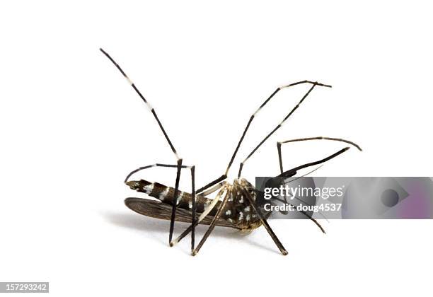 dead mosquito # 2 - remains stock pictures, royalty-free photos & images