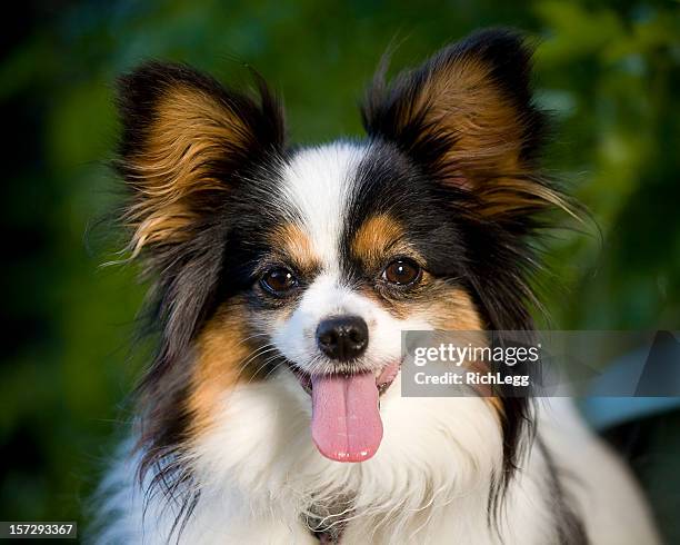 papillon-hunderasse - papillon stock-fotos und bilder