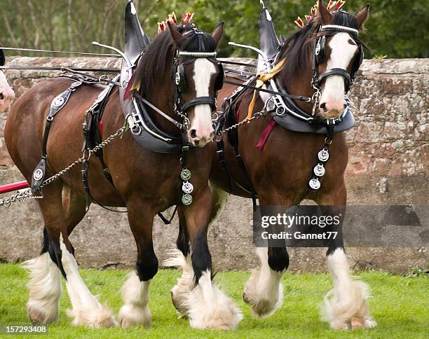 clydesdale-pferde in voller tack - clydesdale horse stock-fotos und bilder