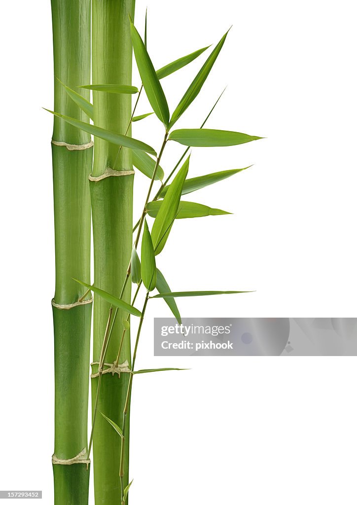 Green Bamboo