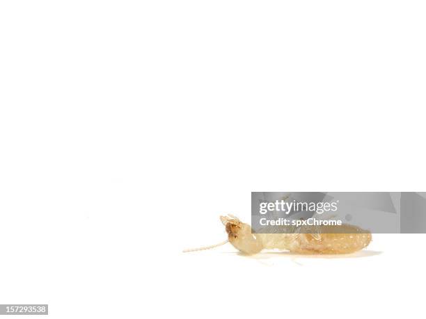 terminte - termite stock pictures, royalty-free photos & images