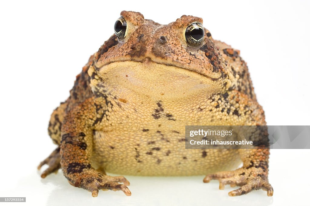 American Toad, Bufo americanus