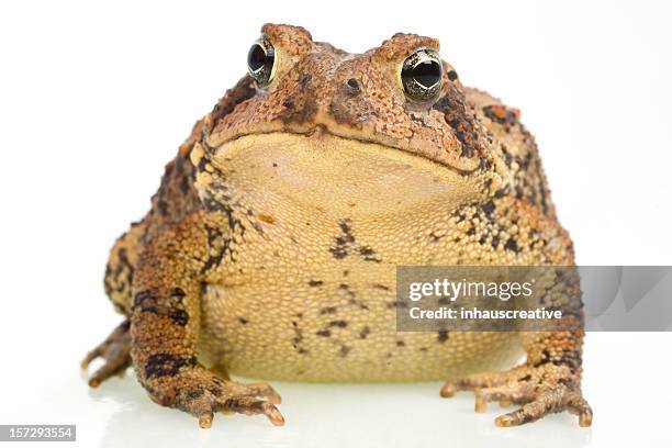 american toad, bufo americanus - toad stock pictures, royalty-free photos & images