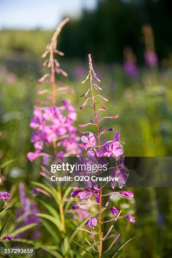 Alaska Fireweed Alaska Fireweed