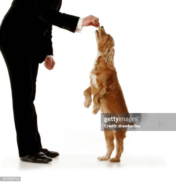 ben vestiti uomo dando il cane un regalo. - candy cane foto e immagini stock