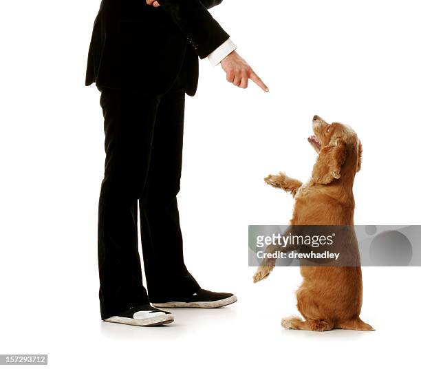 obedient dog and well dressed man. - dog stealing food stock pictures, royalty-free photos & images