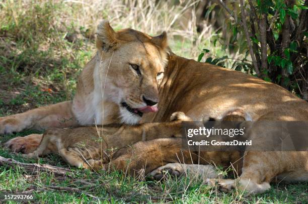 mother lion licking her two cubs - suckling stock pictures, royalty-free photos & images