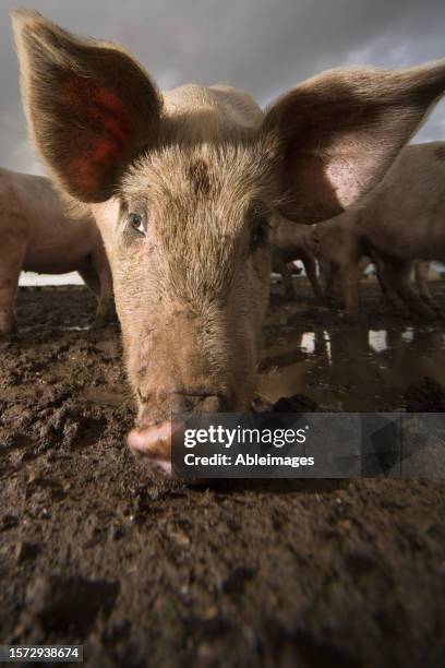 close up of a pig head with big ears - snout stock pictures, royalty-free photos & images