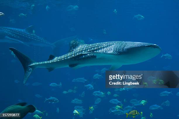 whale sharks and lots of fish - whale shark 個照片及圖片檔