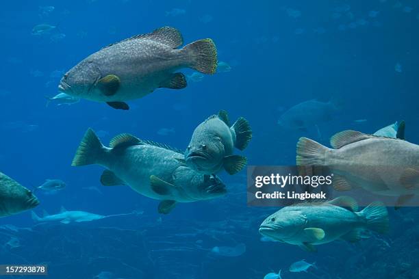 groupers, swordfish and lots of fish - epinephelus lanceolatus stock pictures, royalty-free photos & images