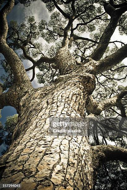 Stable Tree Photos and Premium High Res Pictures - Getty Images