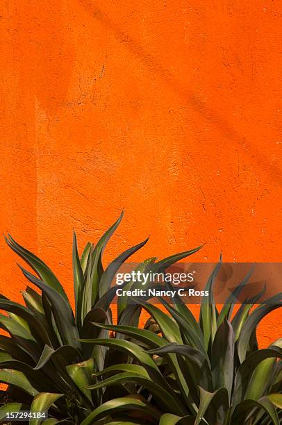 agave cactus, vivid orange stucco wall, green, vertical, copy-space - lechuguilla cactus stock pictures, royalty-free photos & images