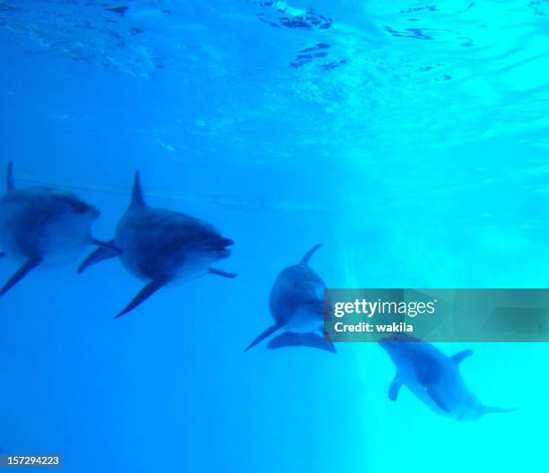 dauphins nager sous l'eau dans l'eau bleue - océan-pacifique photos et images de collection