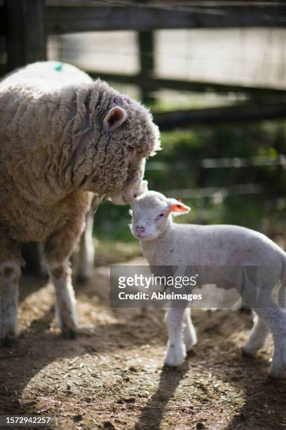 mother sheep touching lamb with head - animal sound stock pictures, royalty-free photos & images