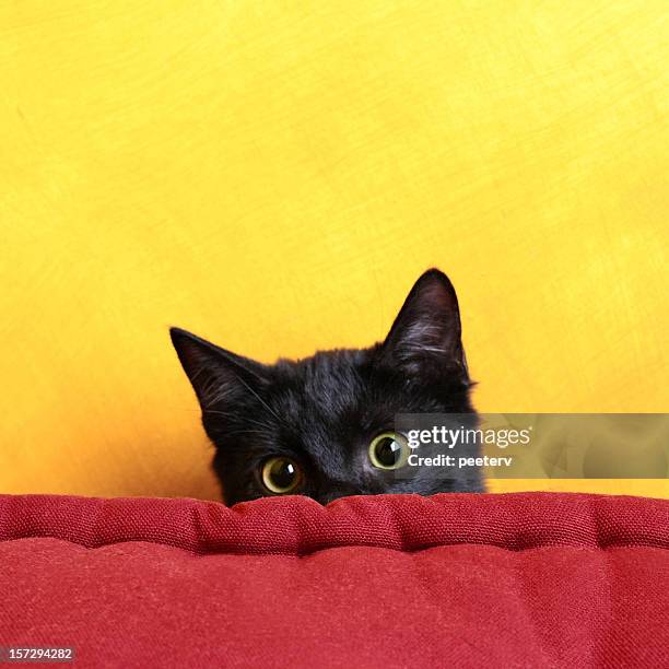 hide and seek - black cat stock pictures, royalty-free photos & images