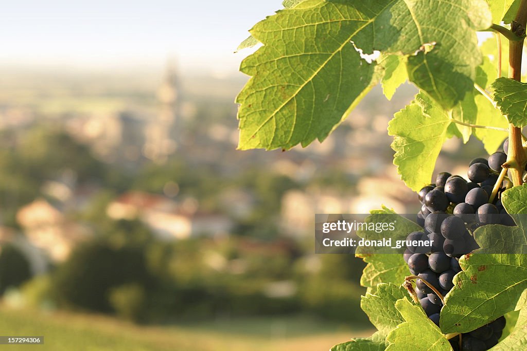 Wine Grapes on Grapevine Overlooking Village in France