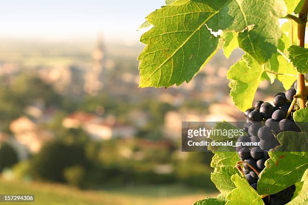 wine grapes on grapevine overlooking village in france - rhone stock pictures, royalty-free photos & images