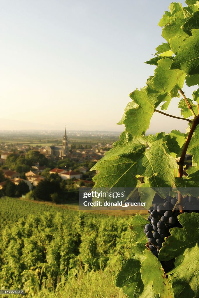 Grapevine with Wine Grapes Overlooking French Village