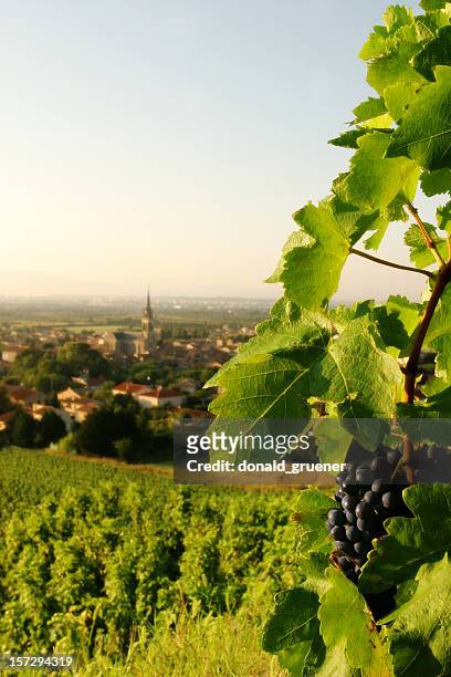 grapevine with wine grapes overlooking french village - rhone stock pictures, royalty-free photos & images