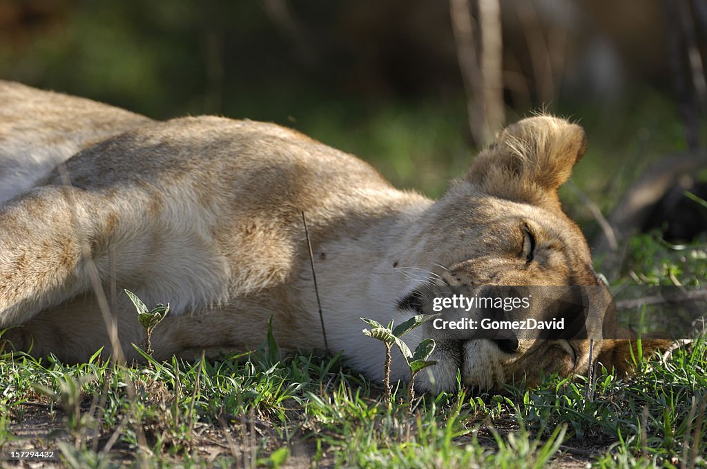 Sleeping Wild Lioness