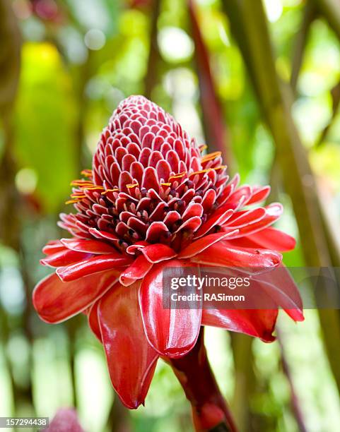torch ginger in the wild - hedychium gardnerianum stock pictures, royalty-free photos & images