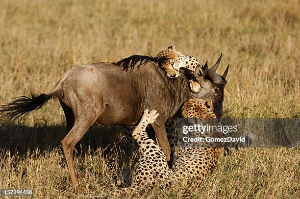 cheetah and wildebeest kill - cheetah hunt stock pictures, royalty-free photos & images