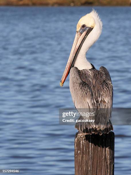 brauner pelican - perching stock-fotos und bilder