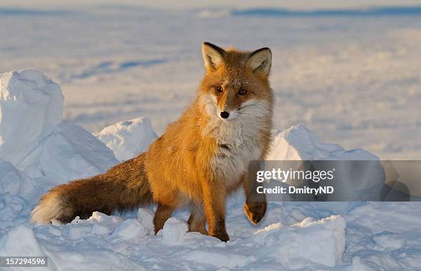 schönheit fox. - black fox stock-fotos und bilder