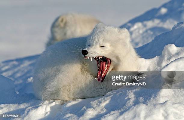 arctic fox opens jaw wide. yawning. - arctic fox stock pictures, royalty-free photos & images