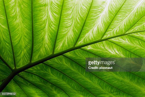 hoja de palmera - patterns in nature fotografías e imágenes de stock