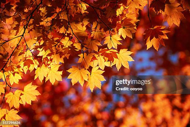 autumn orange leaves - japanese maple stockfoto's en -beelden