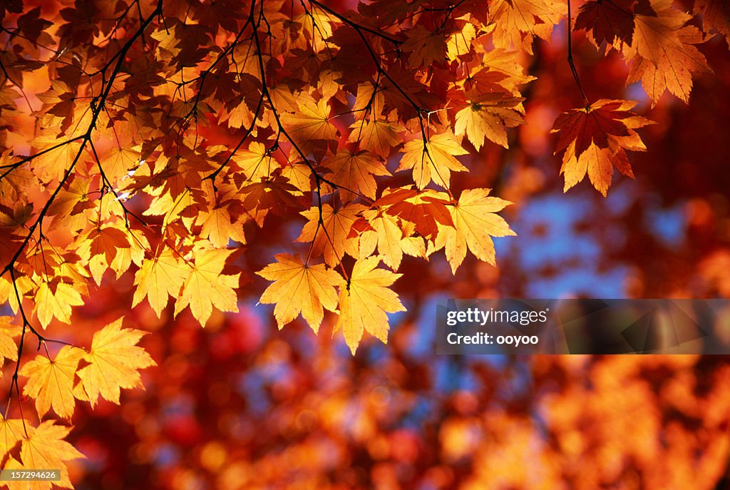 Autumn Orange Leaves