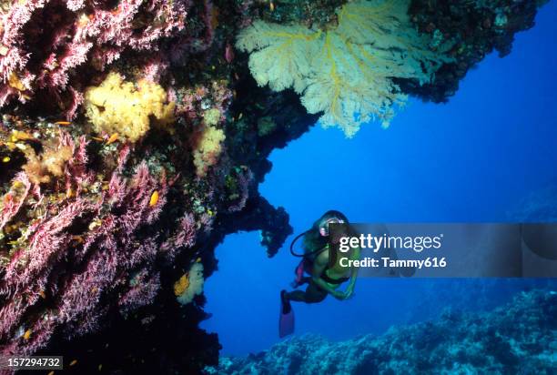 esplorazione subacquea corallo cave. in australia - oceania foto e immagini stock