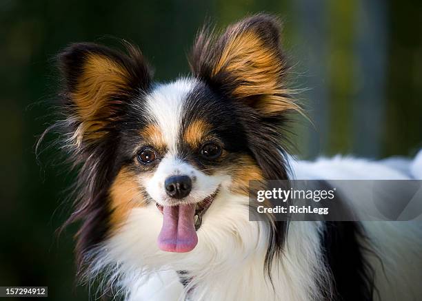 papillón - papillon dog fotografías e imágenes de stock