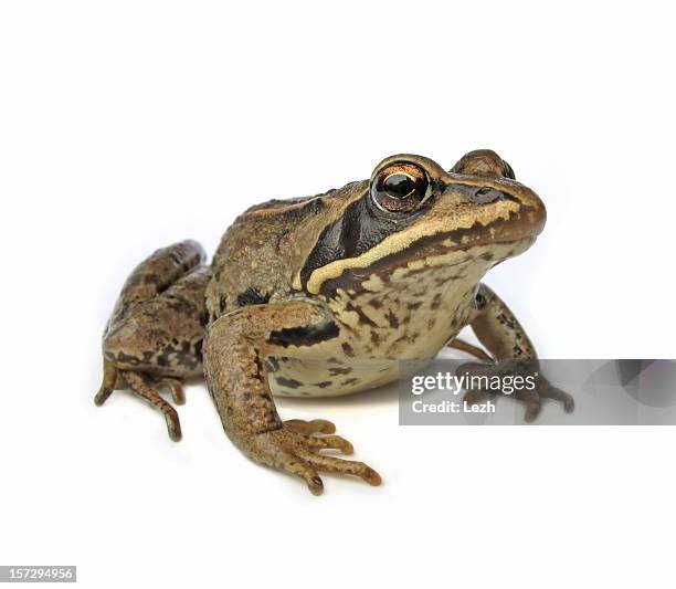 frog - frosch stock-fotos und bilder