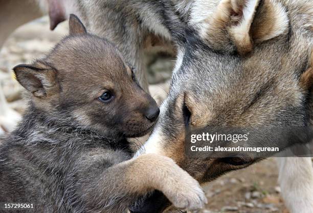 wild wolf and her puppies. - wolf cub stock pictures, royalty-free photos & images