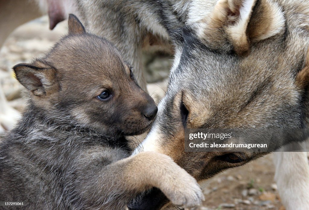 Lobo selvagem e as suas crias.