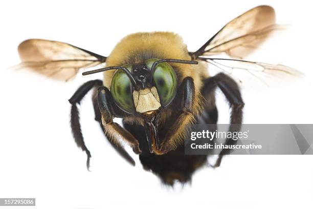 bumble bee - bee flying stock pictures, royalty-free photos & images