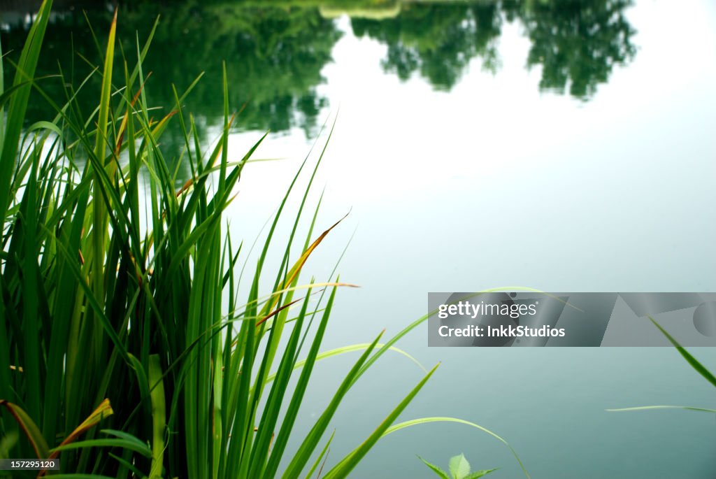 Calm Pond