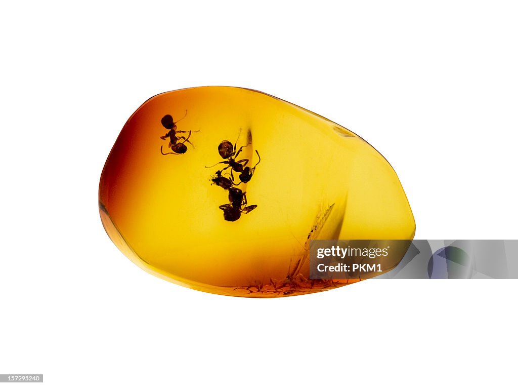 A large piece of amber with ants embedded in it