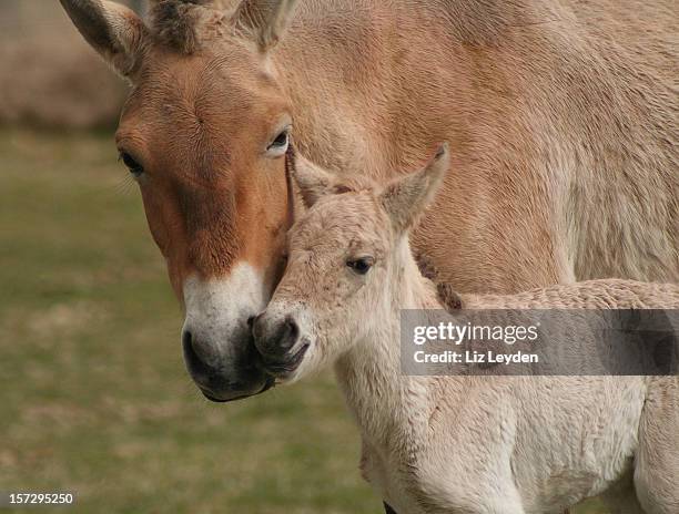 newborn przewalski's foal - przewalski horses equus przewalskii stock pictures, royalty-free photos & images