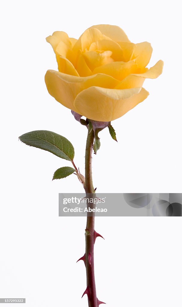 Giallo rosa