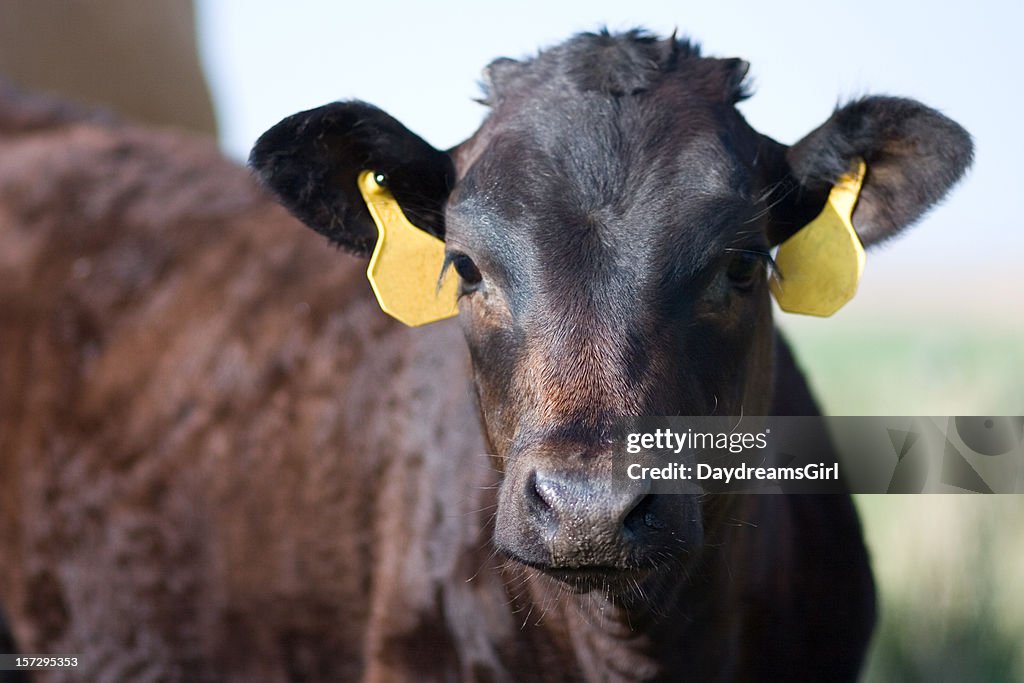 Angus Calf