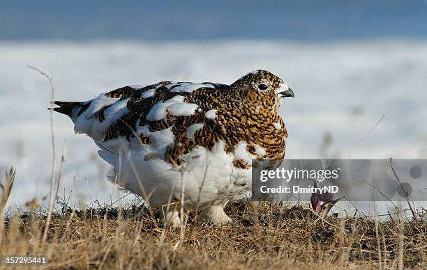 willow ptarmigan, hen. mew. - molting bird stock pictures, royalty-free photos & images