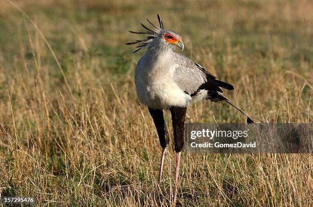 secretary bird looking for next meal - secretary bird stock pictures, royalty-free photos & images